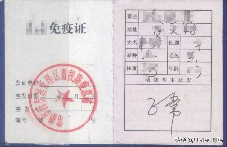 小猫咪托运怎样才最安全,如何托运小猫咪