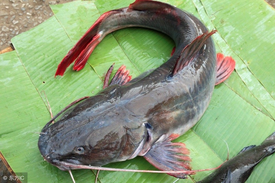 鱼鳅的营养,鲶鱼和黄骨鱼哪个营养价值高