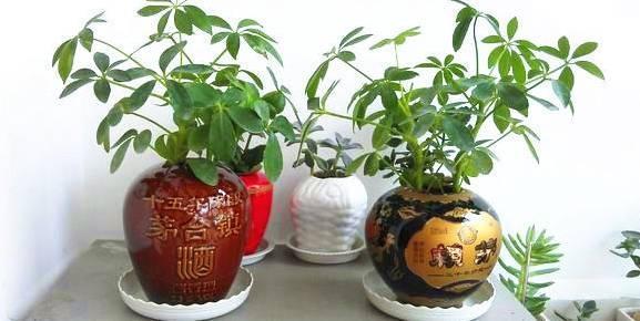 利用酒瓶做花盆的视频,酒瓶切割做花盆不用电动工具打孔