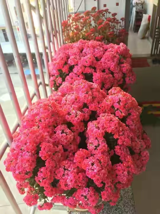 越养越吉利的三种花有哪些,玫瑰花老桩用大盆还是小盆栽培