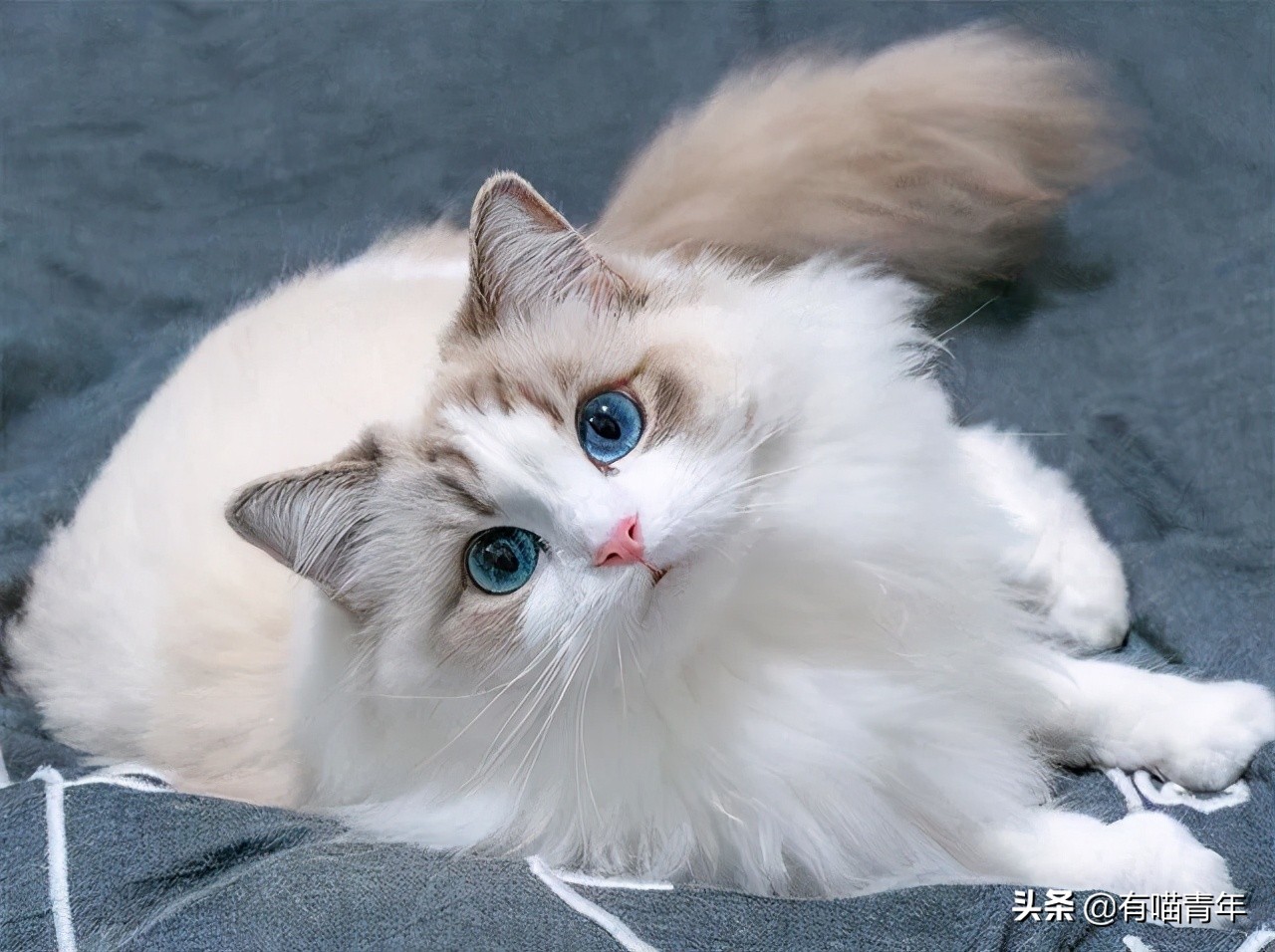 布偶猫身长四十厘米体重九斤,超级可爱的布偶猫有两万斤