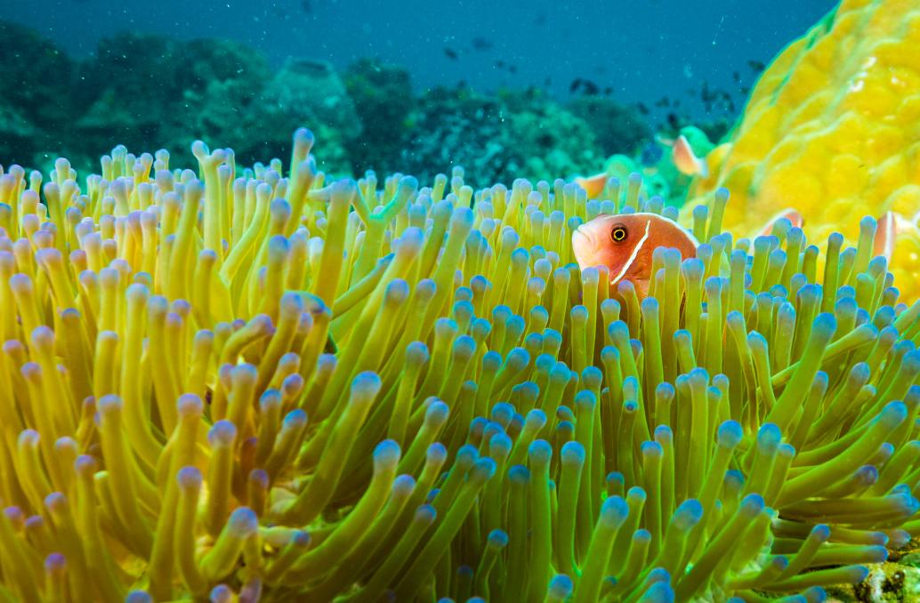 泰国四大潜水梦幻海岛,潜水游玩爱好者普吉岛