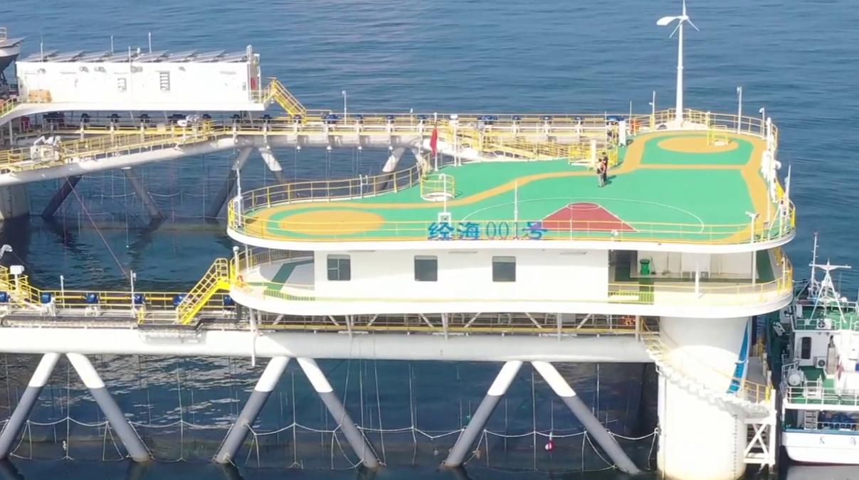 一次养鱼1000吨，中国在渤海建“亚洲最大鱼塘”，首次收网大丰收