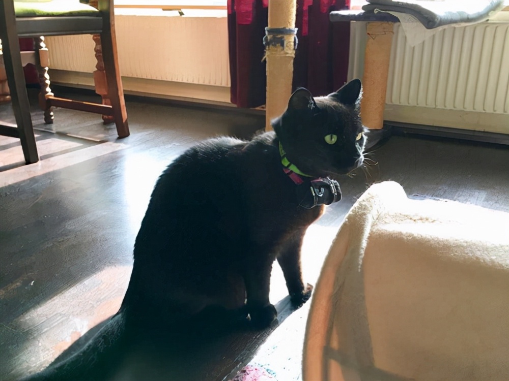 潜艇里杀蟑螂、人类猫语十级，今年的搞笑诺贝尔奖来了