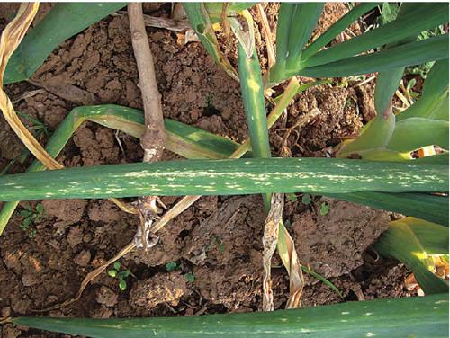 大葱的干叶白叶怎么防治,大葱的叶子发白怎么治用什么农药