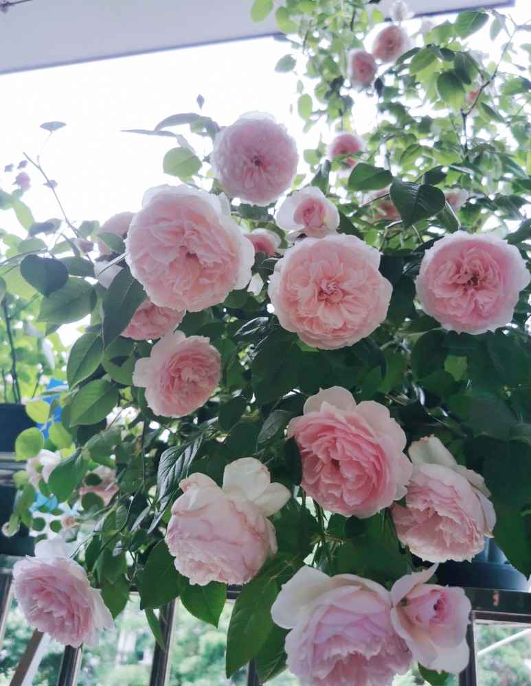 嫁接月季春季枯枝怎么回事,月季不萌芽的枯枝可以修剪吗