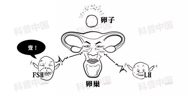 避孕药药理科普,医学科普避孕药的功能和原理