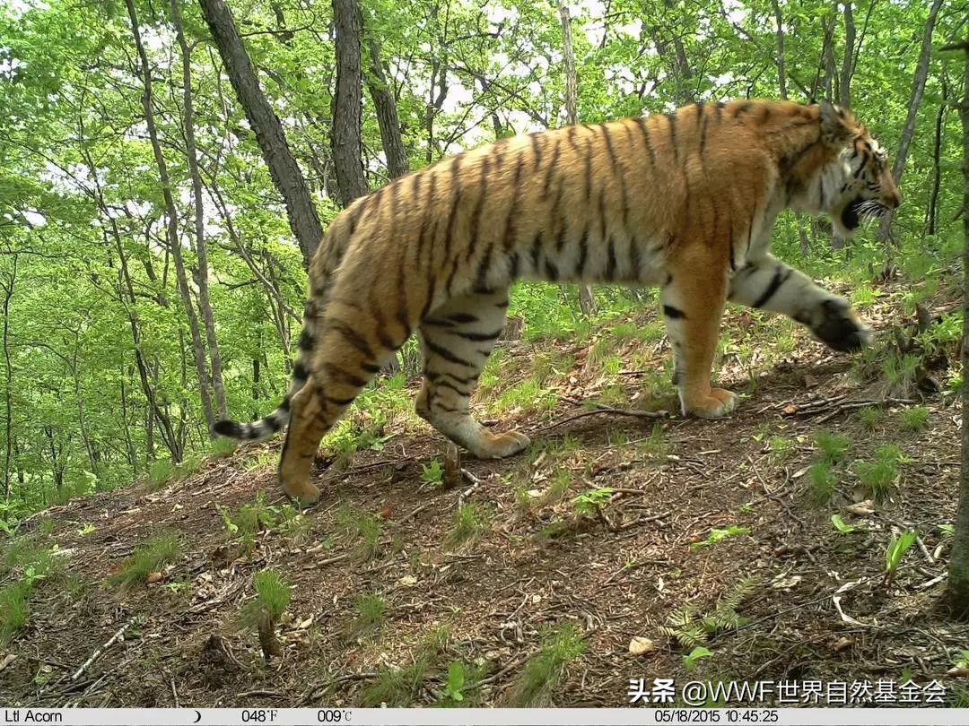 守护王者归来，邀你来画虎