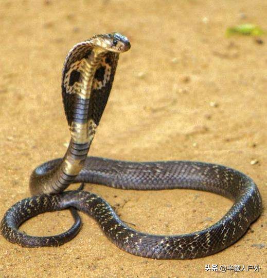 野外生存的知识有哪些,农村常见的蛇类你都认识吗