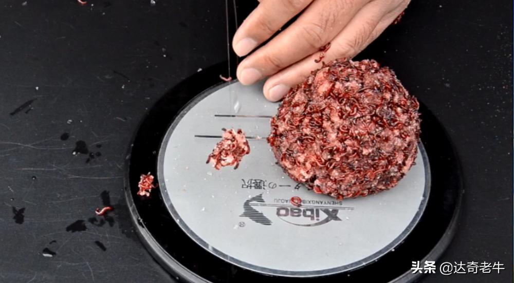 自制红虫蚯蚓拉饵视频,自制红虫伴侣