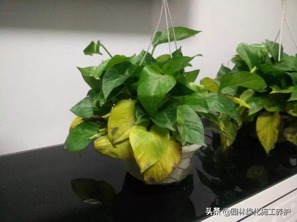 绿萝叶子发紫快速补救方法,绿萝叶子冬天蔫了变软怎么回事