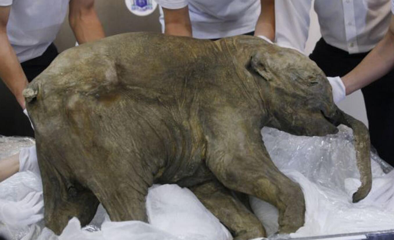 科学家发现史前恐龙生命强大,中国科学家已经复活恐龙了吗