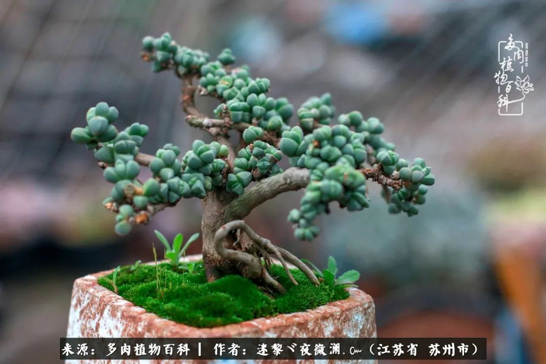 围观多肉版武林大会，一起穿越吧,下