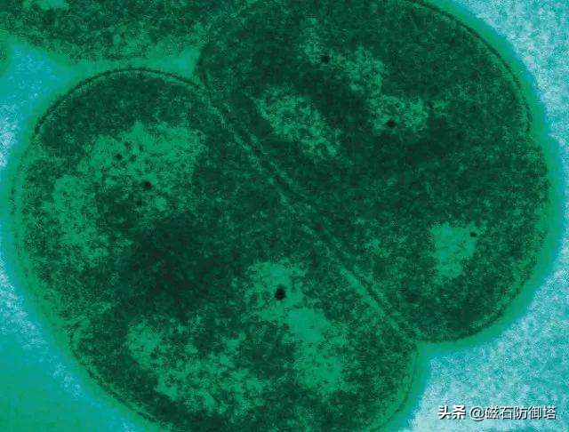 怒放的生命从蓝藻开始——植物篇