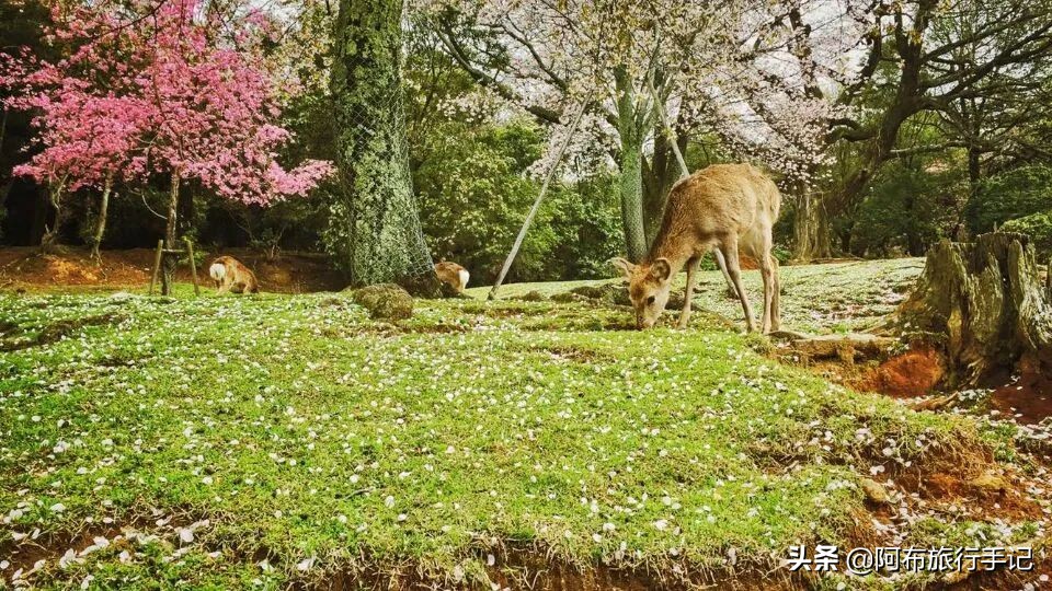 5分钟去日本旅游攻略,去日本深度旅游攻略