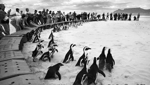 奇特现象:150万只企鹅离开南极,不远万里,就是为了在非洲生活