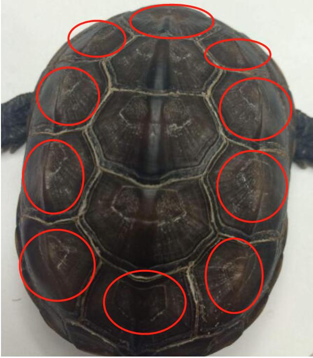 龟壳上的阴阳五行八卦,龟壳象征二十四节气图片