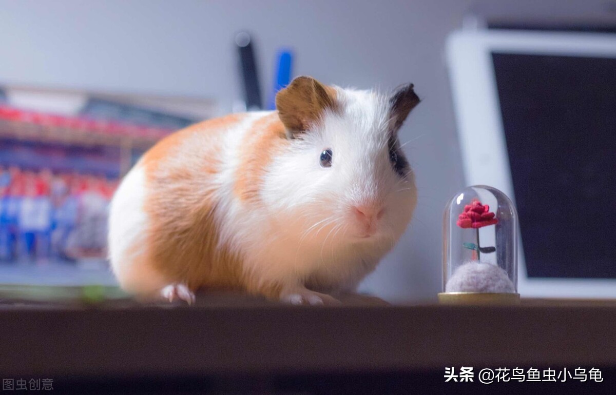 萌巢室内动物园有什么动物,室内游乐场适合养什么动物