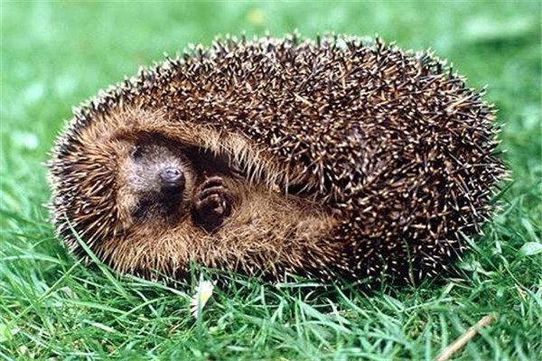 我和刺猬之间的趣事,阅读刺猬趣事