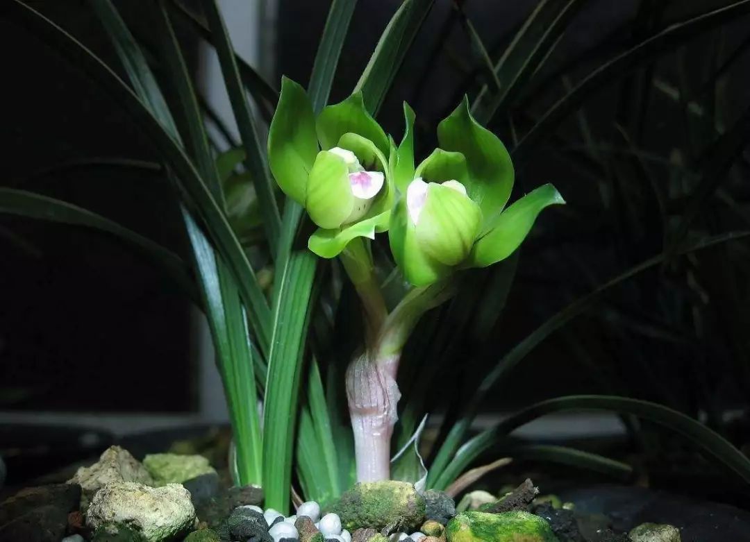 兰花的种植方法如何使其多开花,兰花开花季节可以种兰花吗