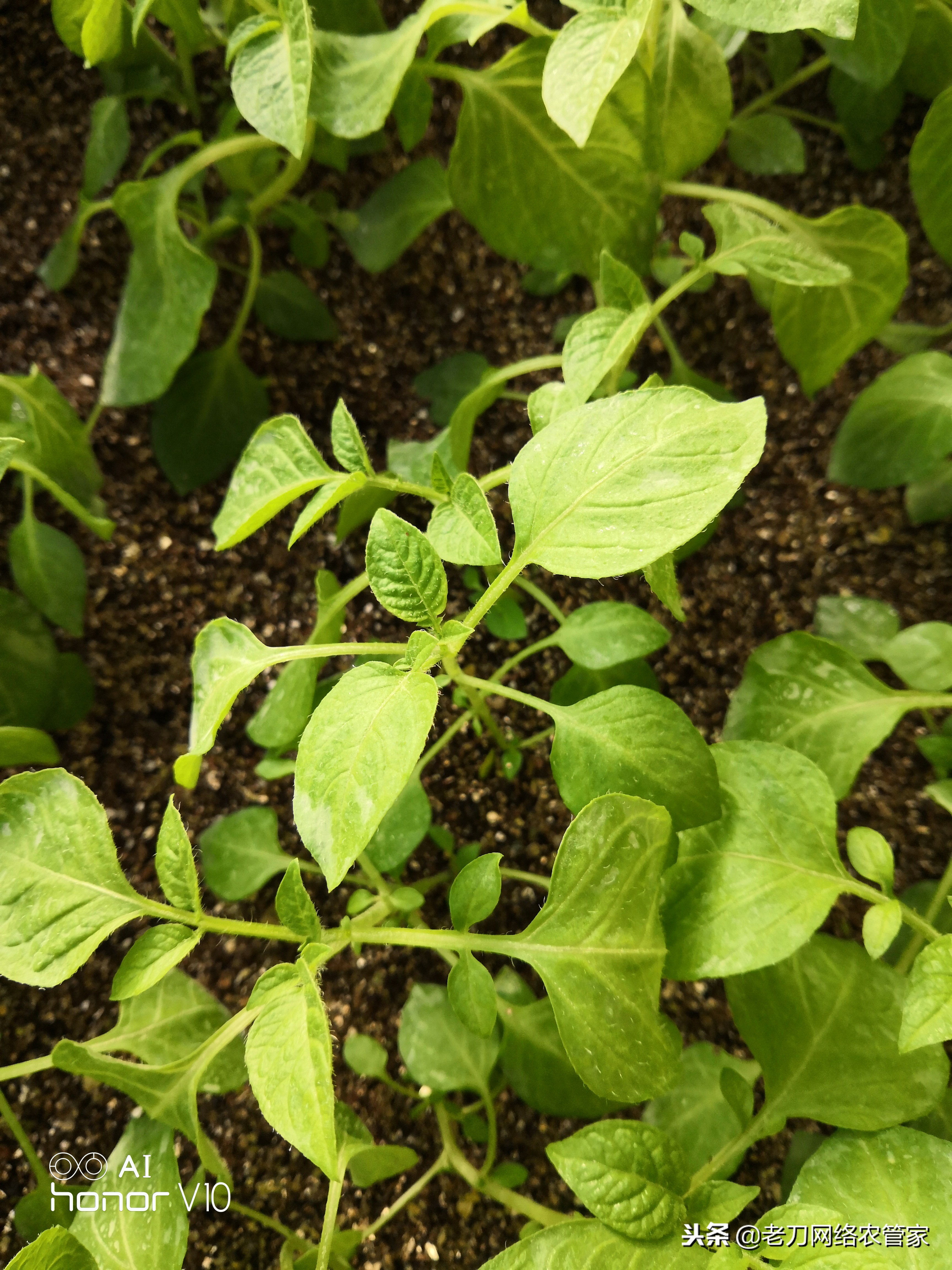 防治马铃薯晚疫病青枯病的特效药,马铃薯枯萎病的原因