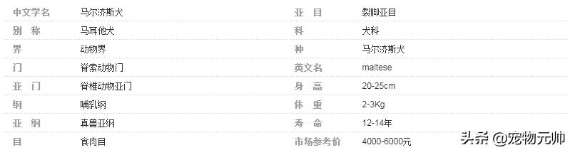 可爱的小型犬,可爱好养的小型犬