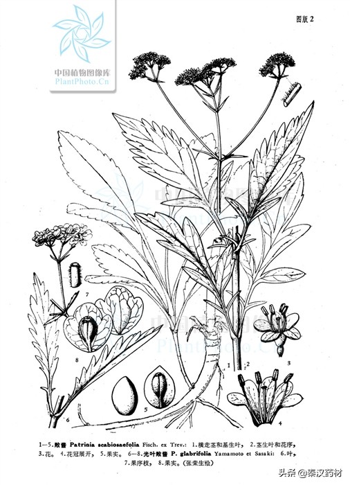 白花败酱草拉丁学名,多年生调味植物