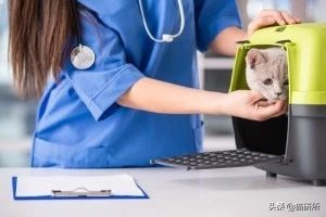 应该如何引导猫咪进航空箱,怎样让猫咪不害怕主人