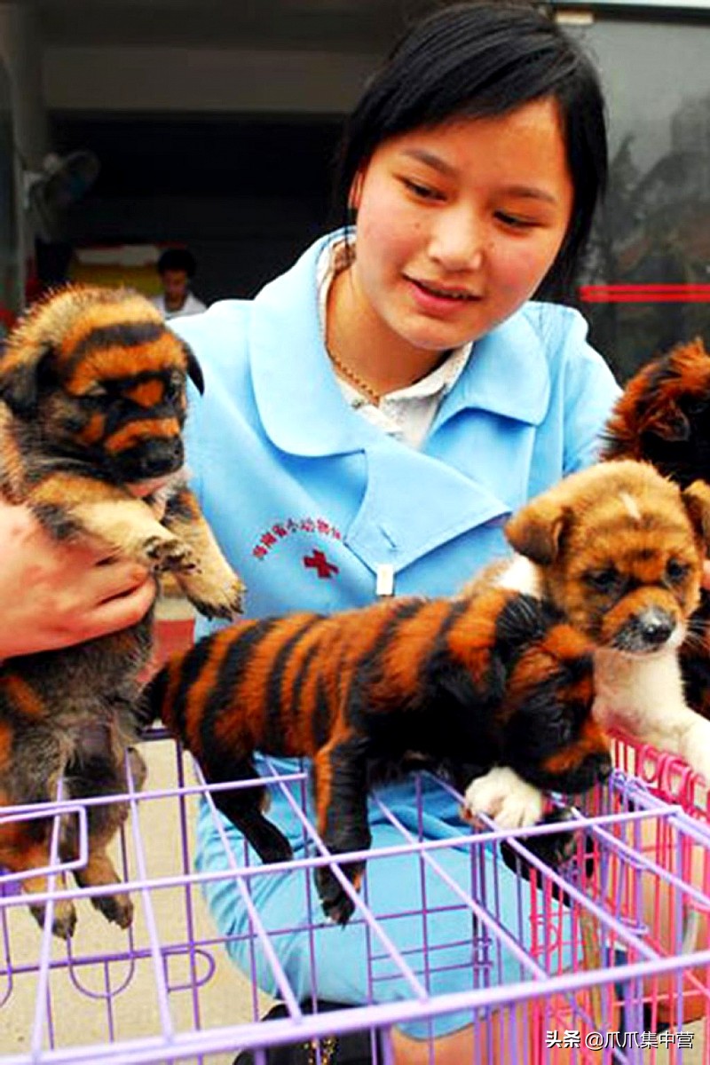 在马路上画只老虎把狗子吓坏了,狗画成老虎的模样吓跑了豹子