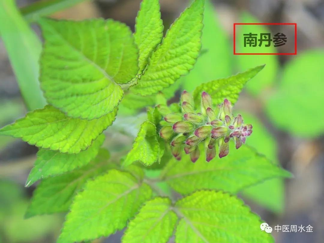 品味本草之美（第一季）