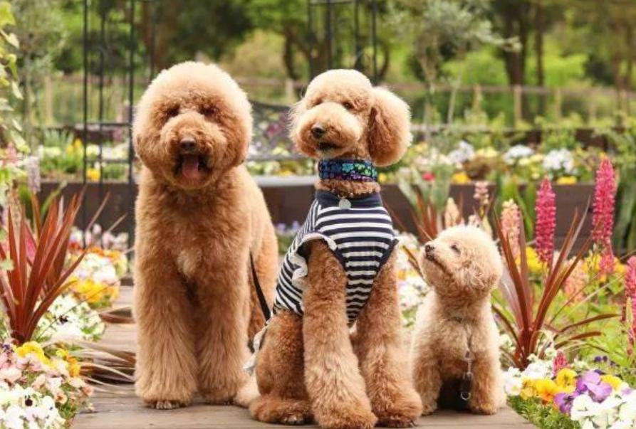 巨型贵宾犬毛色越来越淡怎么办,养一只巨型贵宾犬一个月多少钱