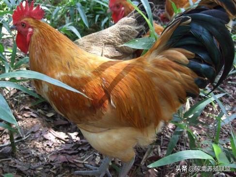 为啥都养土鸡不养柴鸡,为什么养土鸡亏损