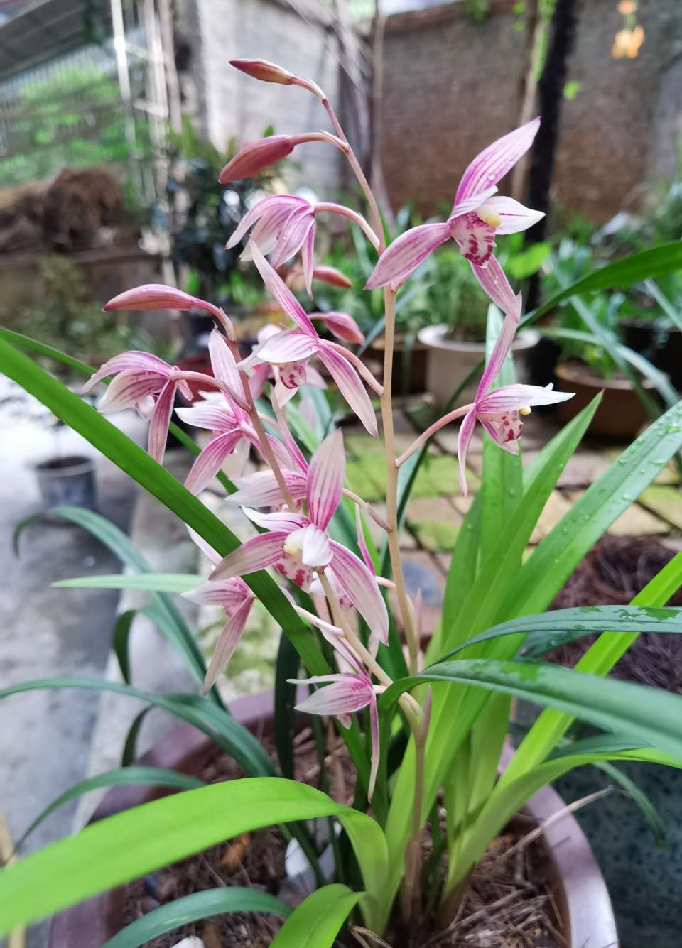 十月养什么盆栽最好,十月养这6种花建议穷养