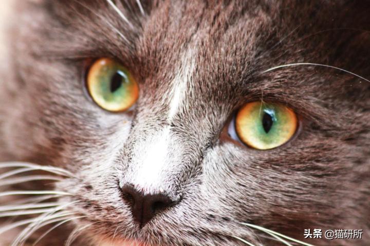 猫咪眼睛不同形态,猫咪的眼睛为什么有各种颜色