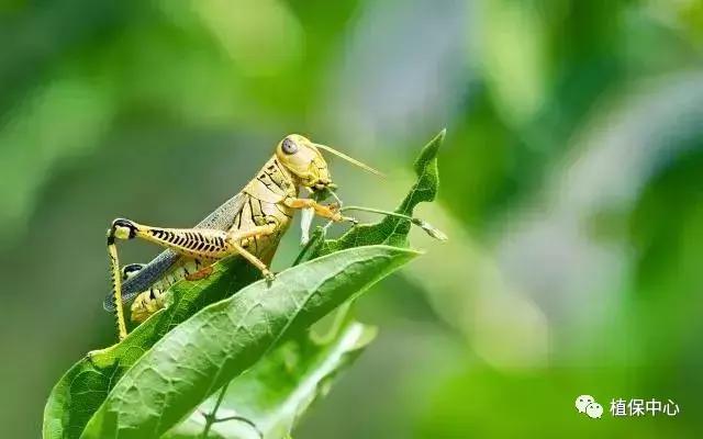 柑橘害虫最佳治疗方法,柑橘春季需要防治哪些害虫