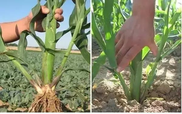 玉米杈子到底是掰好还是不掰好,玉米芽子掰了高产还是不掰高产