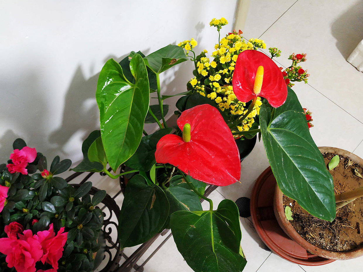 红掌买回家叶子越来越不好看,红掌的养护如何让它多开花