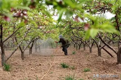 果园酸化最佳治疗方法,果园土壤酸化如何处理