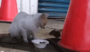 你根本不知道，养只猫有多幸福！