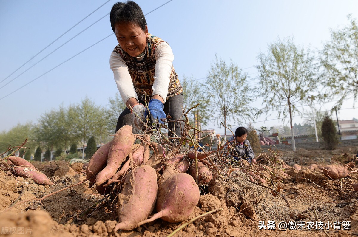 红薯种植高产技术怎样管理,红薯如何管理才能高产