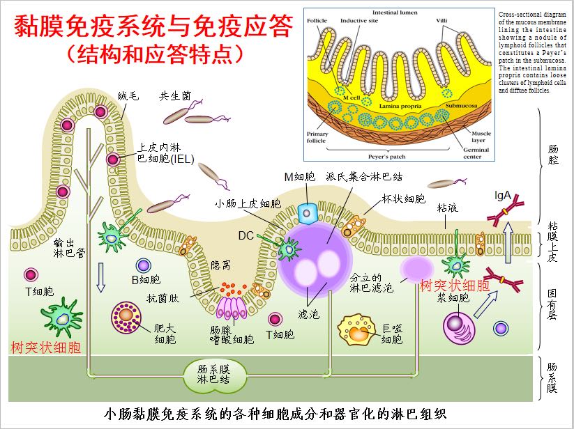 母猪各种病预防,母猪常见疫病及防控措施