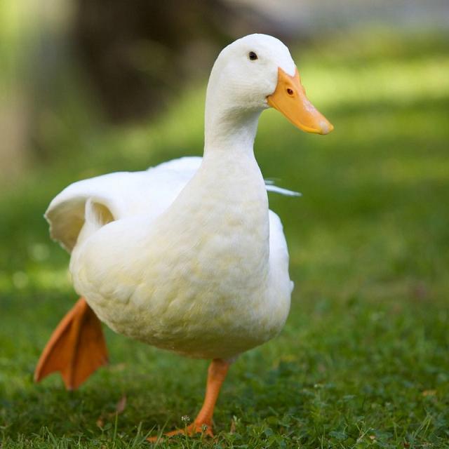 英汉互译语音在线翻译器,柬语中文互译语音在线翻译