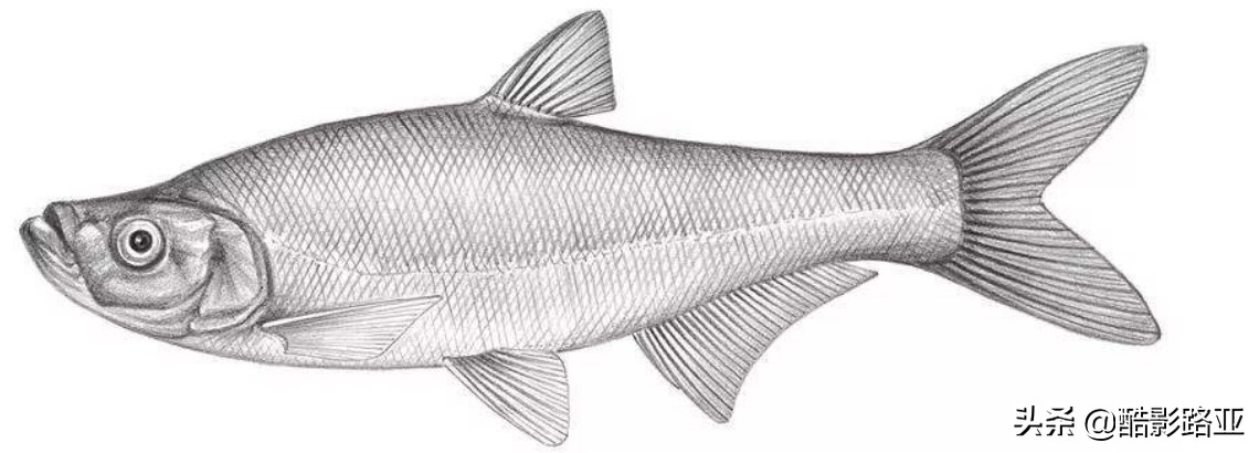 路亚鱼种对应假饵和钓法,新手钓路亚建议什么竿