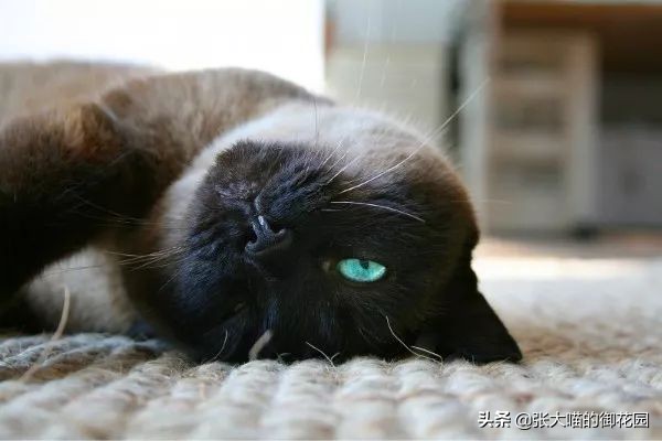 怎么解决让猫咪白天闹晚上睡觉,猫咪晚上太闹吵得休息不好怎么办