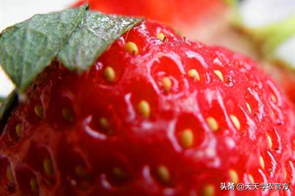 草莓种子是怎么生长的,草莓种子繁殖优缺点