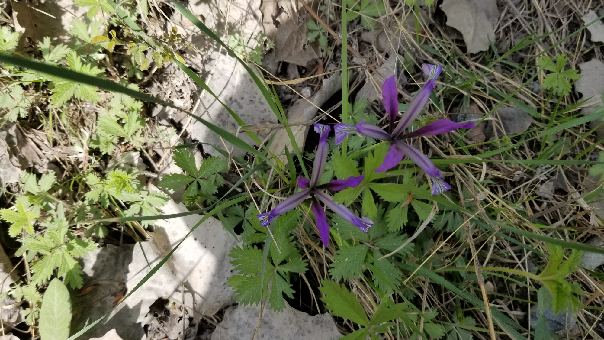 马蔺是木本还是草本植物,马蔺是草木还是花卉