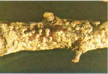 桃树9大虫害分析,蚜虫类、介壳虫类等虫害防治方法介绍