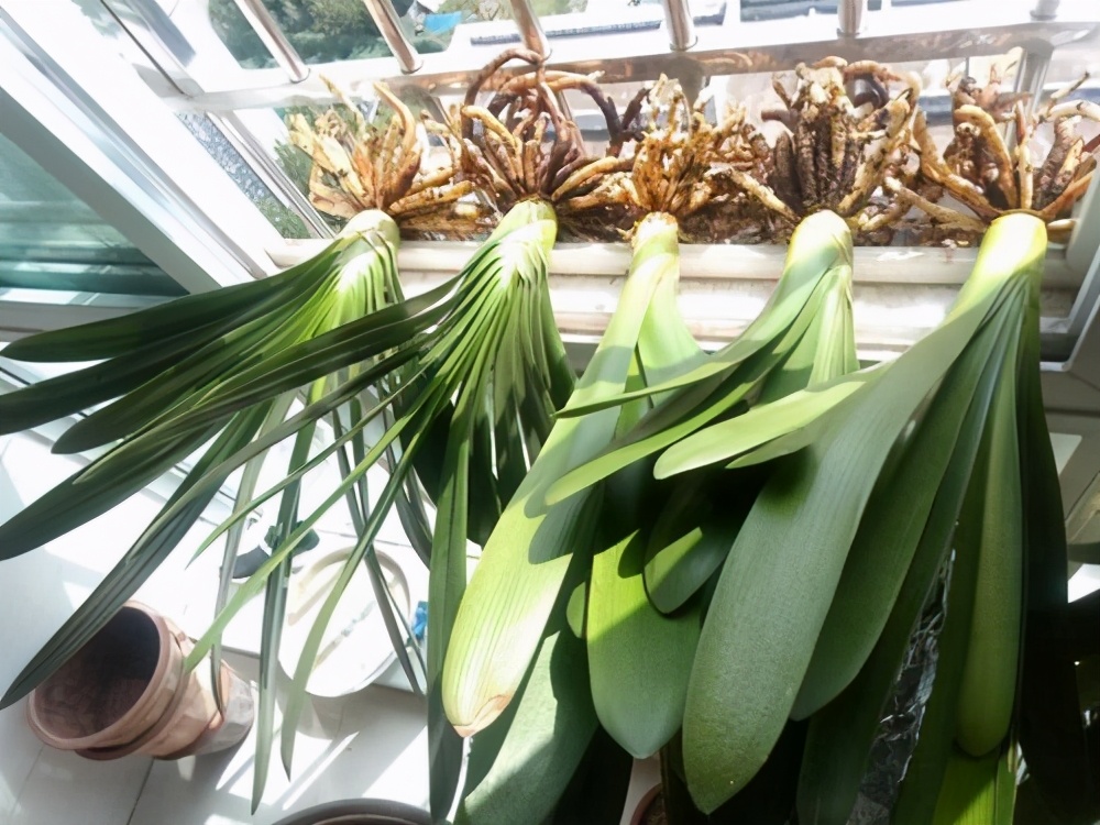 君子兰的换盆方法及注意事项,君子兰换盆后能用日本101生长素吗