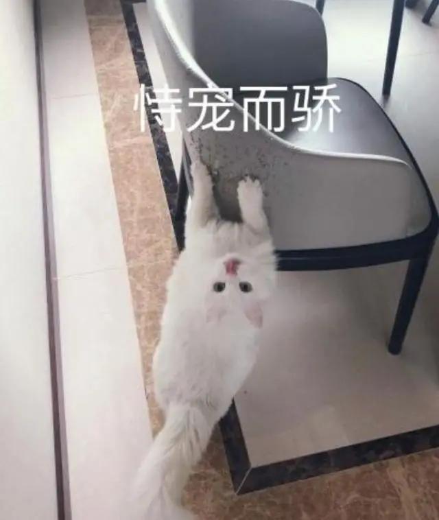 养猫就是养狮子,养猫就是猫奴么