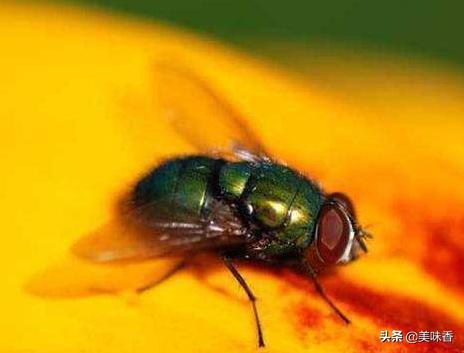 如何去除养殖场的苍蝇,夏天苍蝇多教你一招灭苍蝇